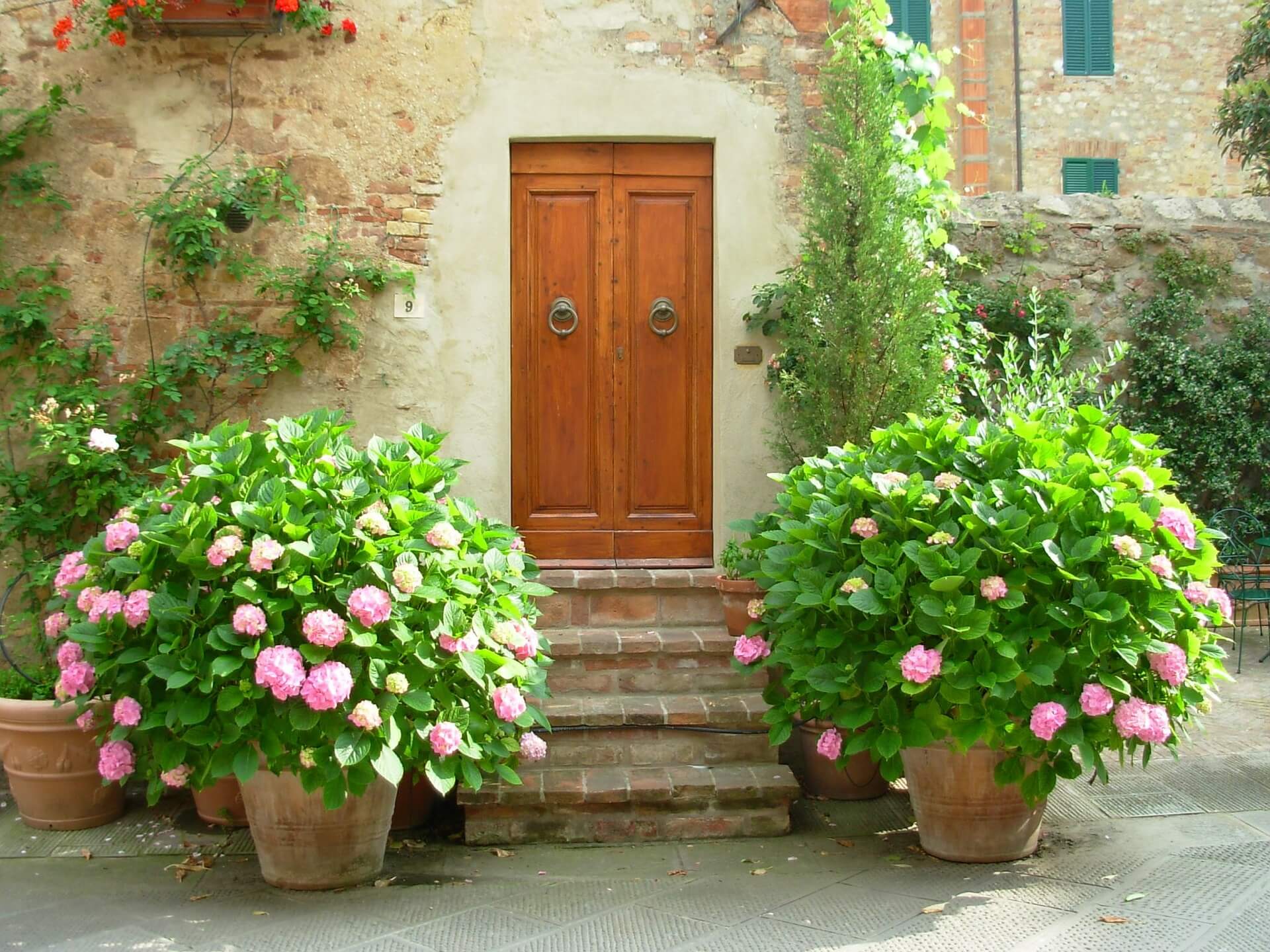 Hortensien im Pflanzkübel Tipps Standort - richtigen am Gartenpflege gedeihen Ideen prächtig 